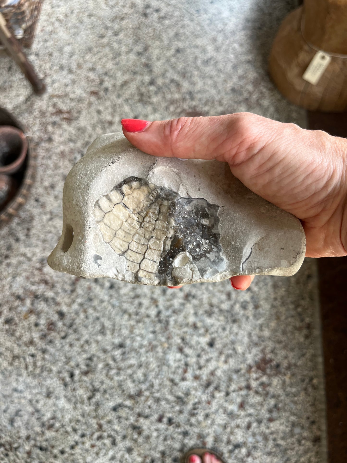 Forstenet søpindsvin